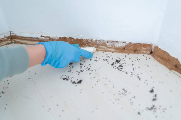 Best Cockroach Control Services  in Keshena, WI